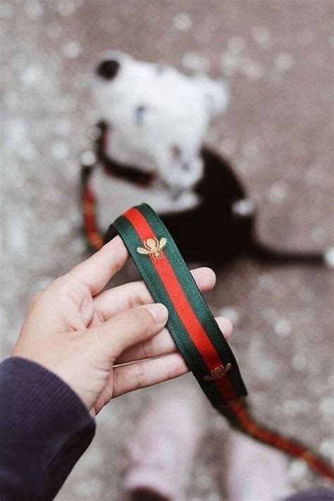 gucci dog collar and leash.